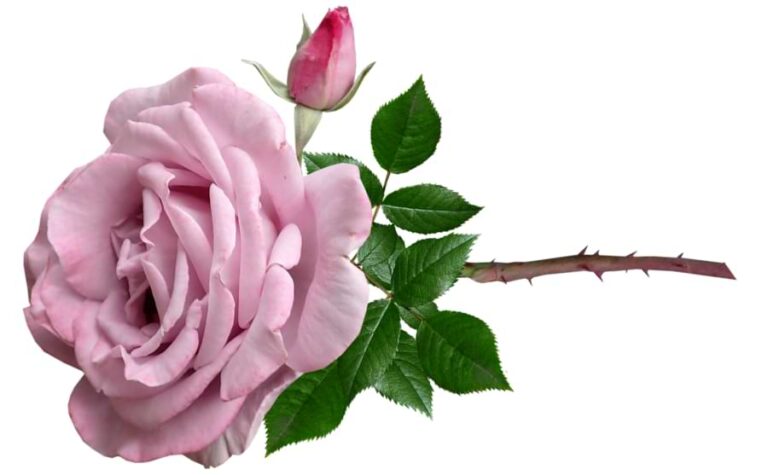 Make Cut Roses Last Longer 9 Easy Tips For More Rose Life