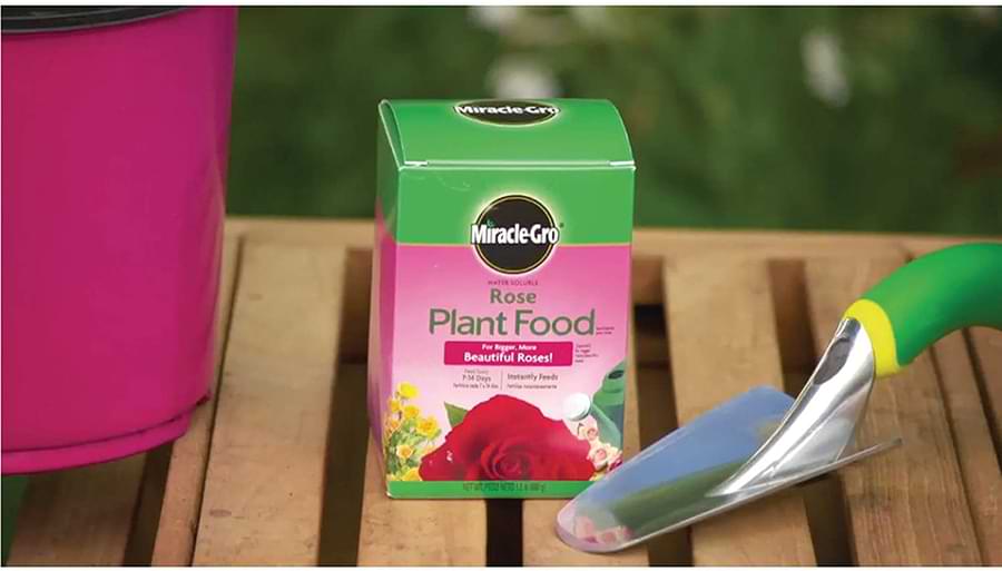 miracle gro rose plant food
