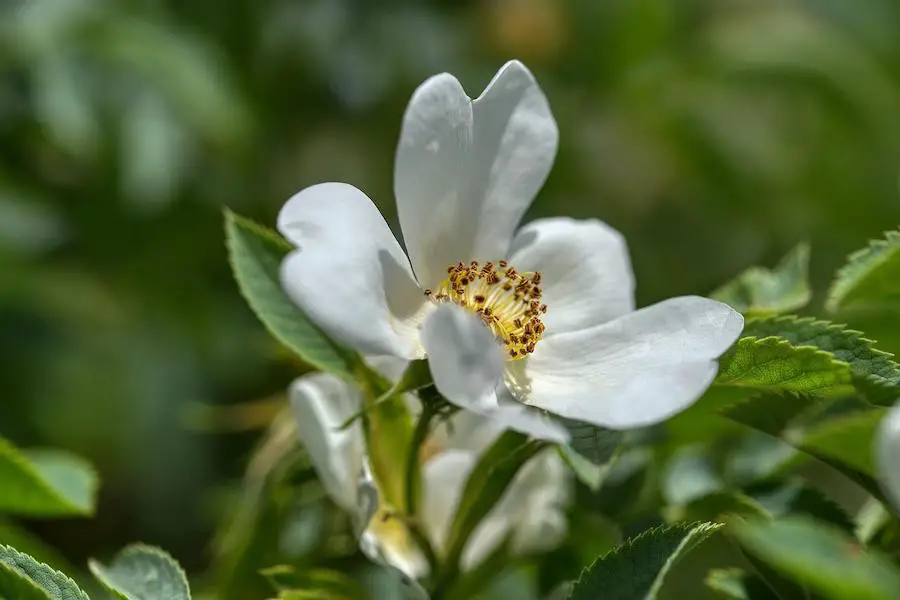 Rosa sempervirens