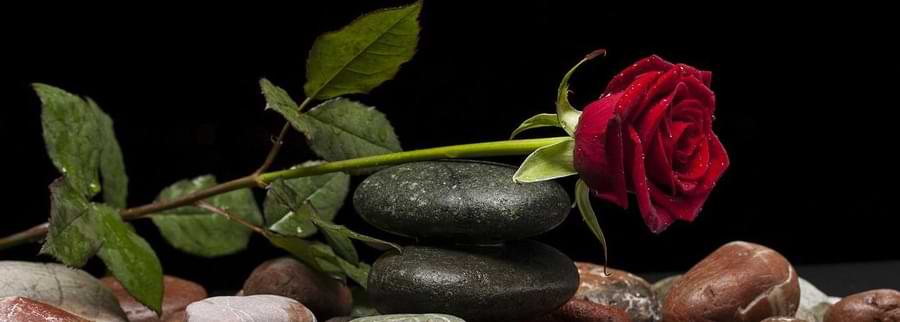 a valentine rose is a hybrid tea rose