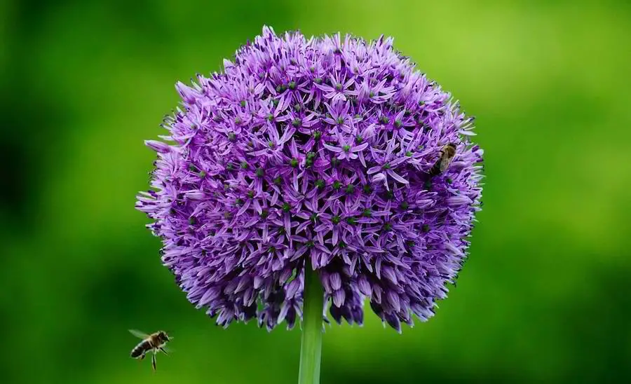 alliums attract pollinators