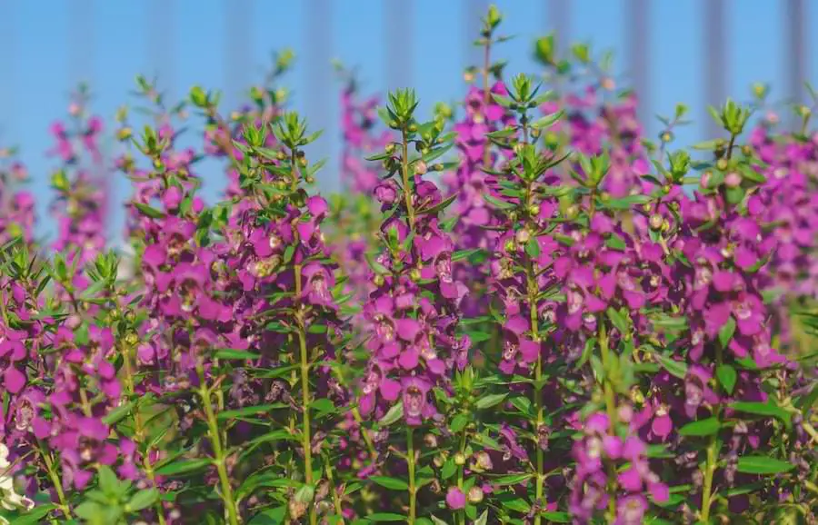 angelonia