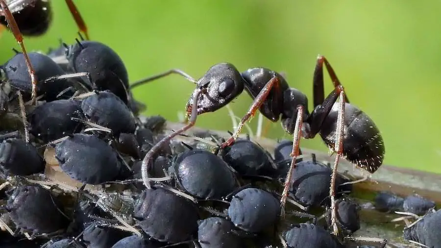 An ant tends an aphid farm