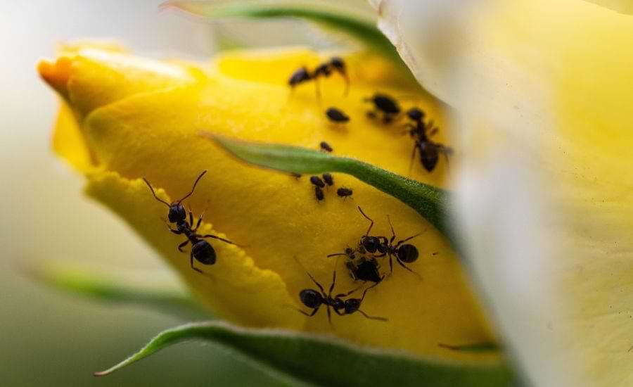 ants on a rose