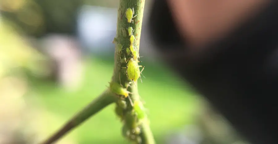 aphids feeding on rose canes