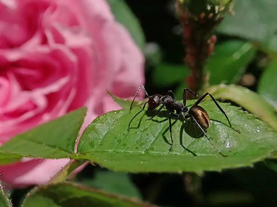 are ants bad for roses