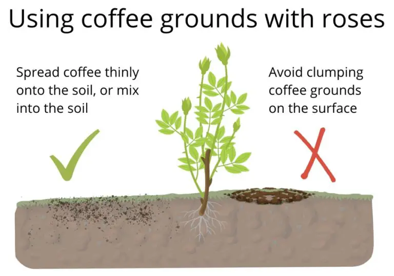 Are Coffee Grounds Good for Roses? (When & How Much To Use?)