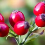 are rose hips edible