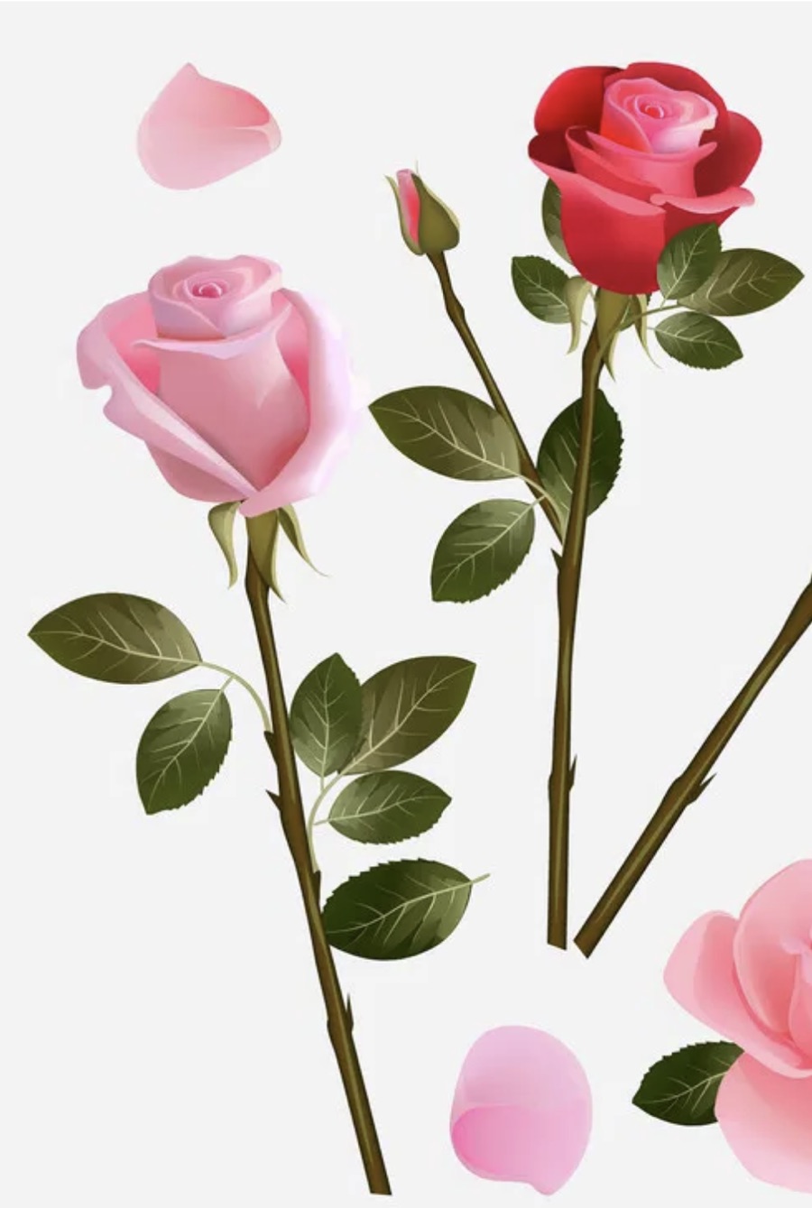 Are Rose Petals Edible? And How to Eat Other Parts?