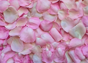 are rose petals edible