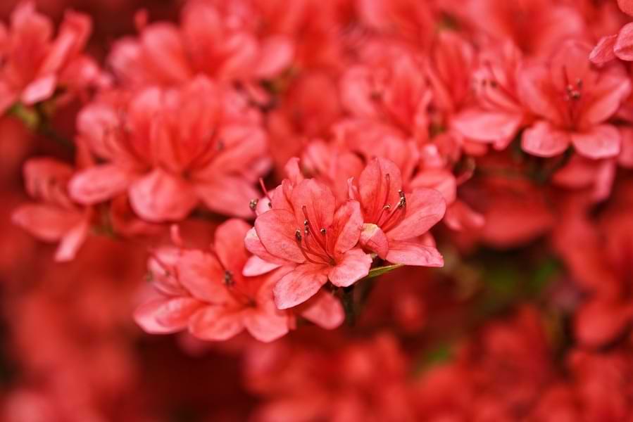 azaleas in bloom