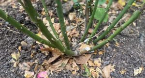 Is Horse Manure Good for Roses? (Which Roses and More)