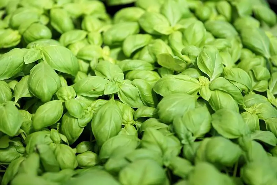 basil plant