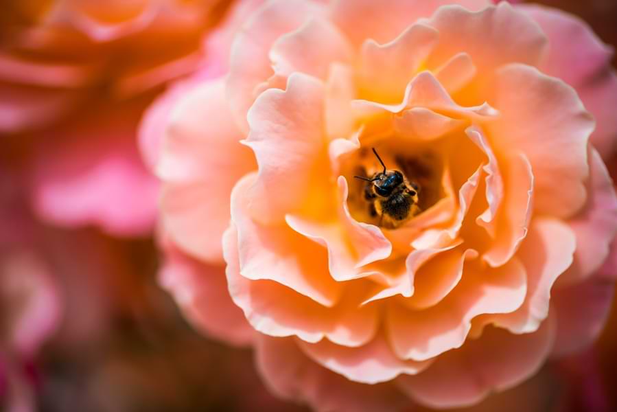 bee in rose