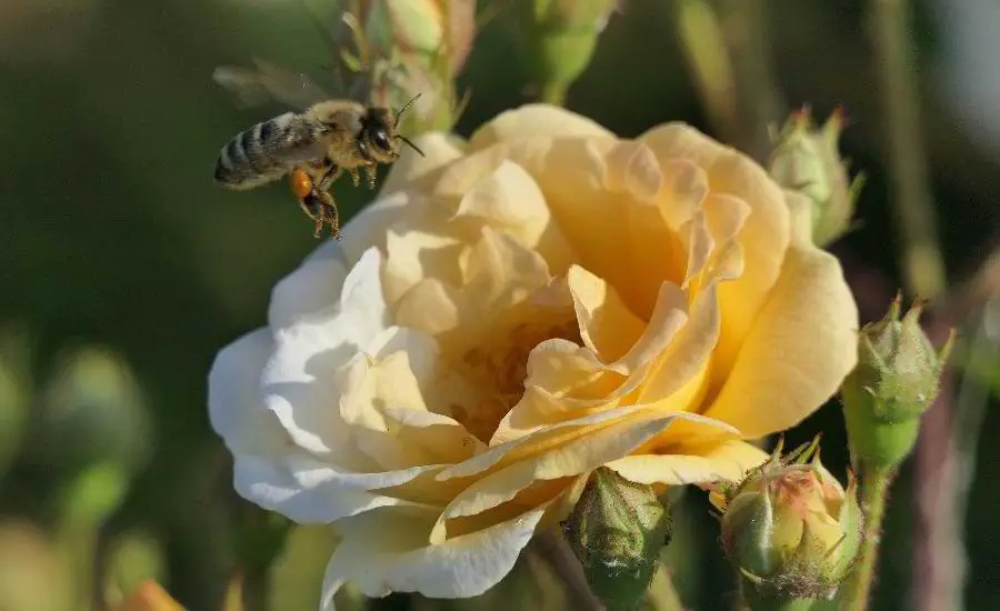 bee on rose