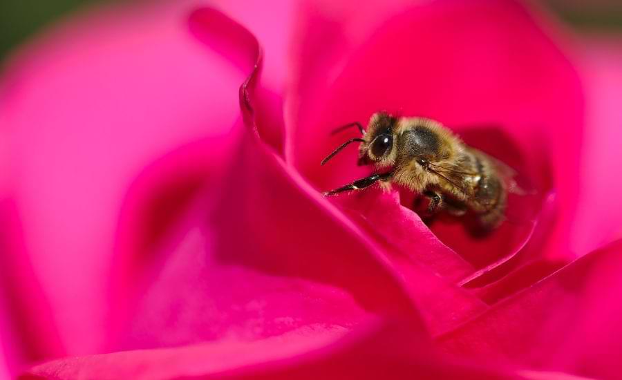 bee on rose