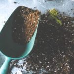 best loam soil for roses