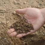 best soil for miniature roses