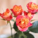 can miniature roses be planted outside