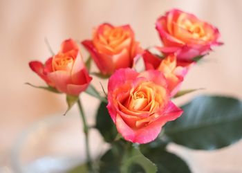 can miniature roses be planted outside