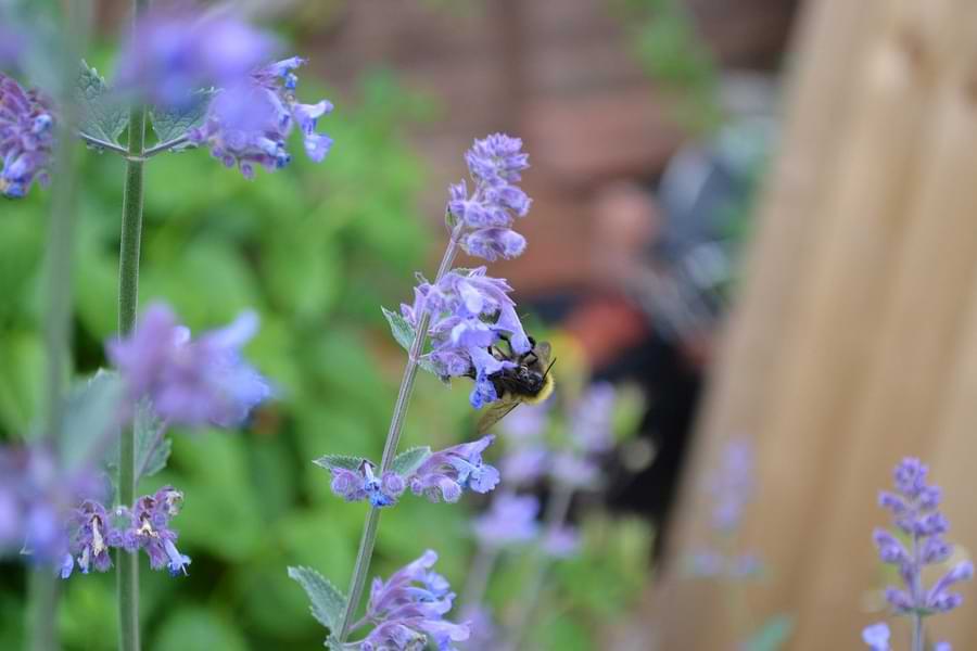 catmint flowers