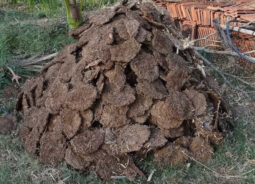 cow dung