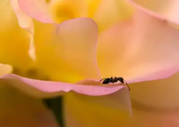 do roses attract ants