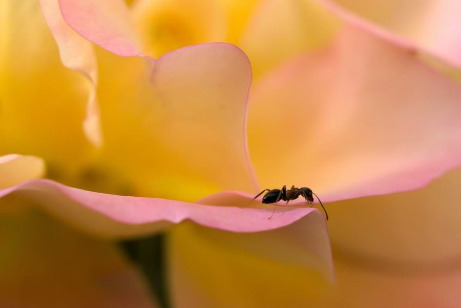 do roses attract ants