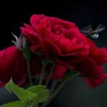 do roses attract bees