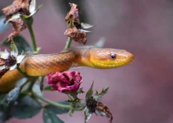 do roses attract snakes