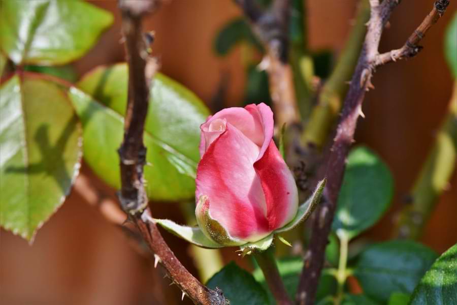 do roses attract snakes - visual cues