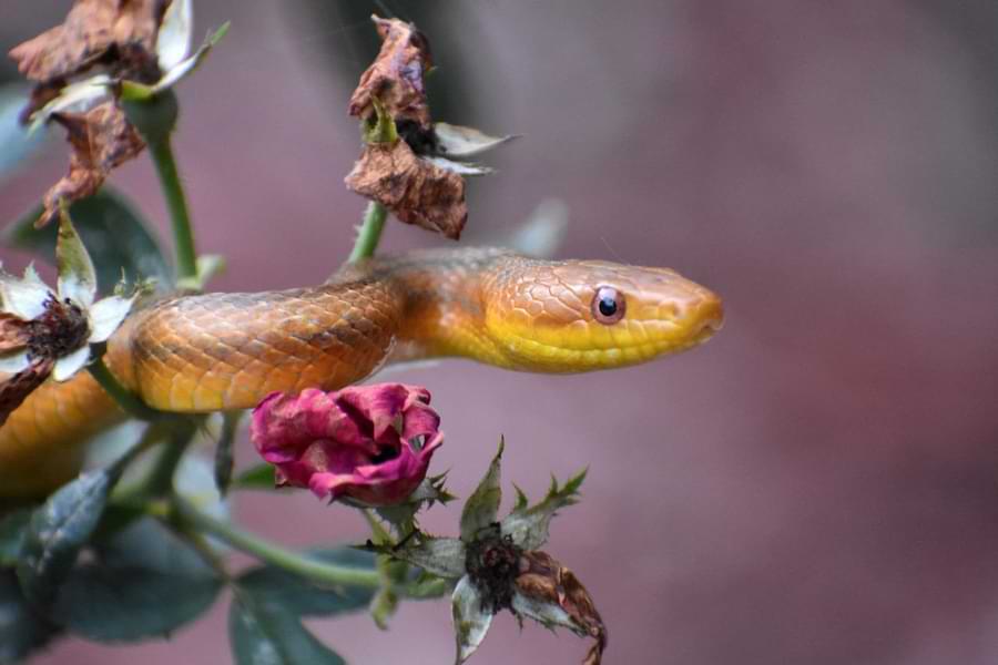 do roses attract snakes