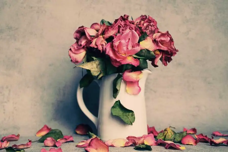 dried roses in vase