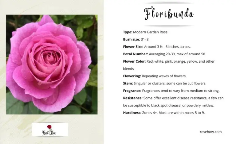 Floribunda vs Hybrid Tea Roses, Main Differences, Best Uses