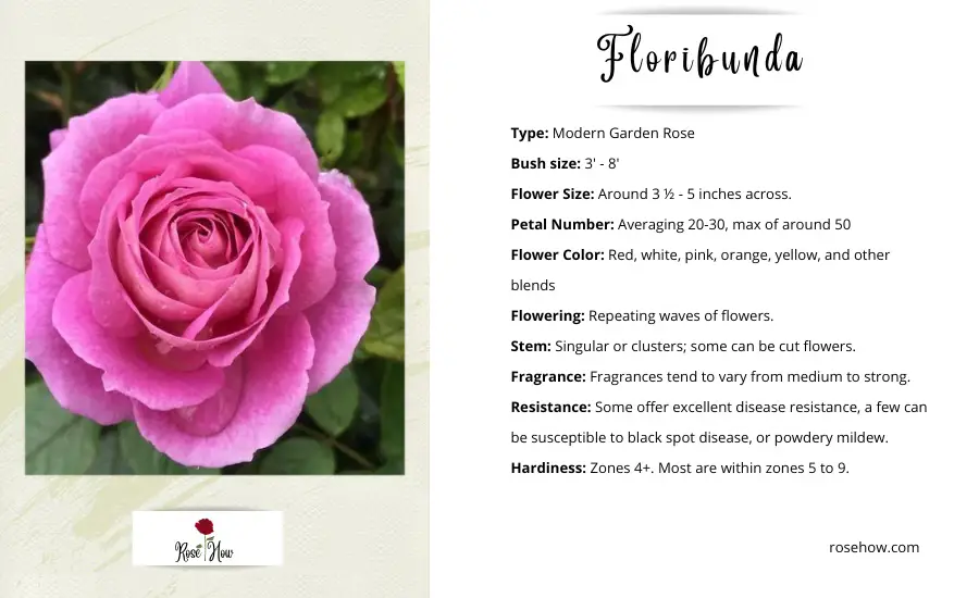 all types of roses - floribunda