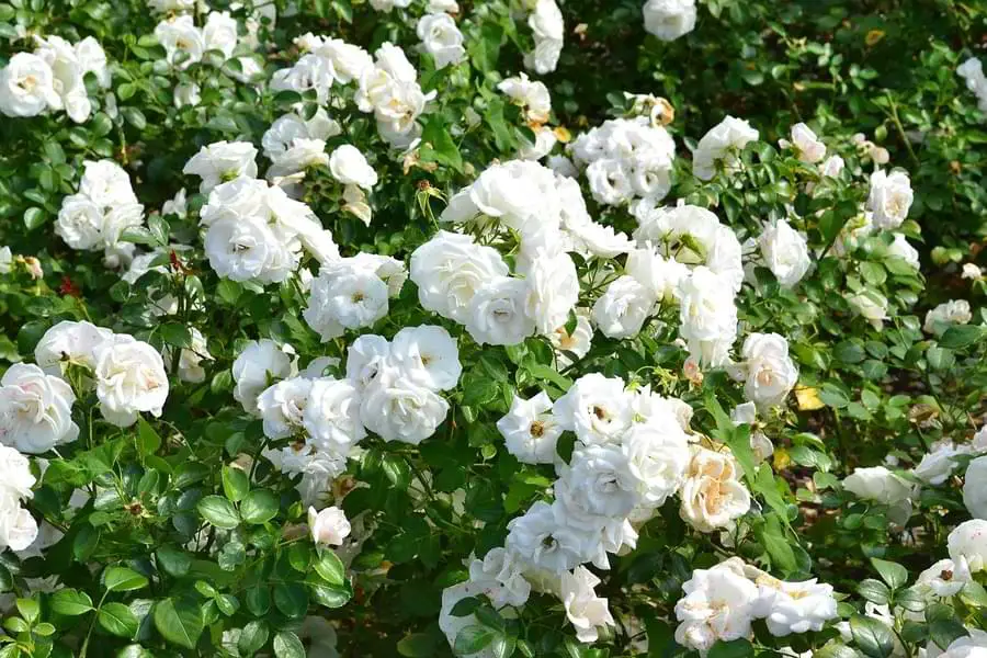 floribunda rose bush
