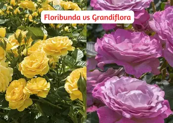 floribunda vs grandiflora