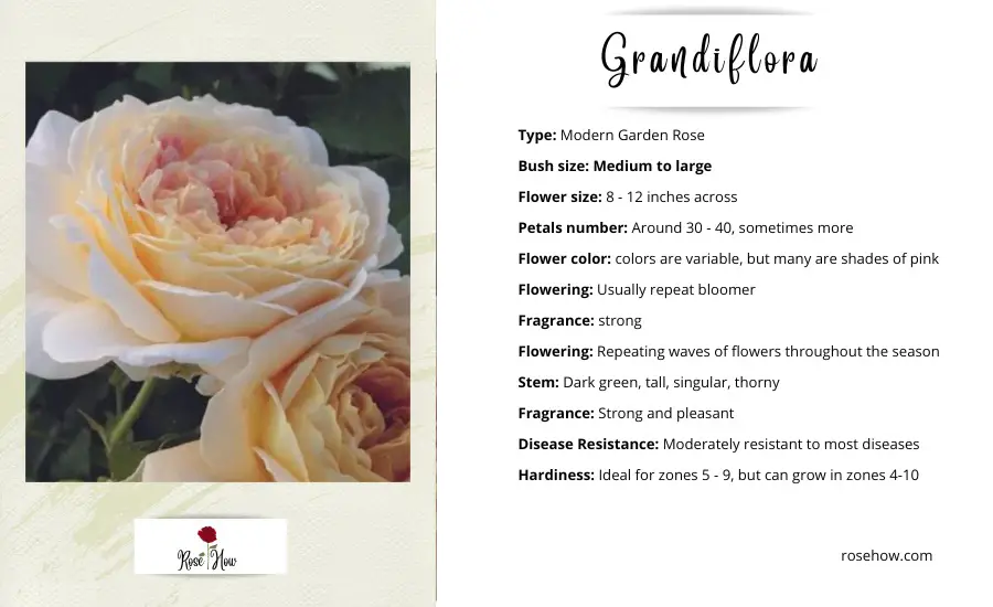 grandiflora rose information
