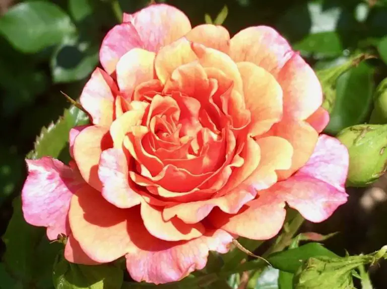 What Are Grandiflora Roses Overview, Climate, Size, and Care