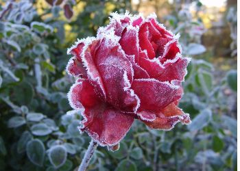 growing roses in winter