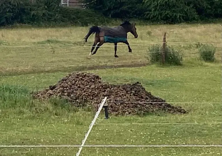 Is Horse Manure Good for Roses? (Which Roses and More)