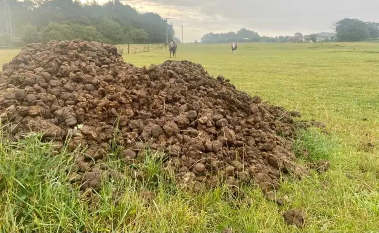 Is Horse Manure Good for Roses? (Which Roses and More)