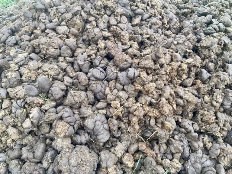 Is Horse Manure Good for Roses? (Which Roses and More)