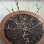 how to bring a mini rose plant back to life 1