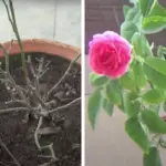 how to bring a miniature rose back to life