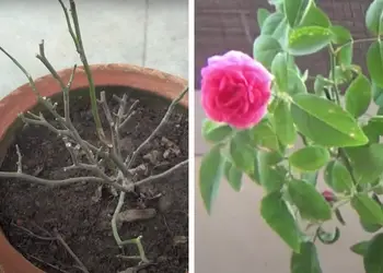 how to bring a miniature rose back to life