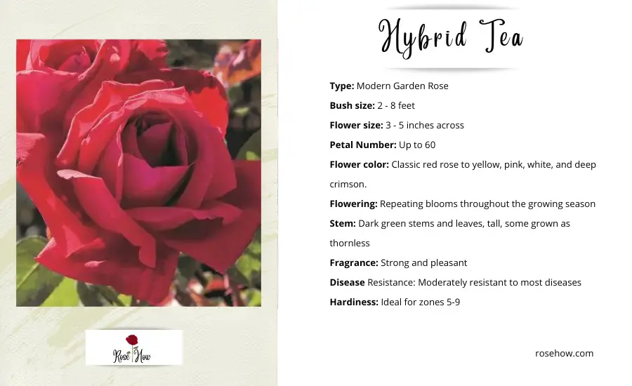 all types of roses - hybrid tea info