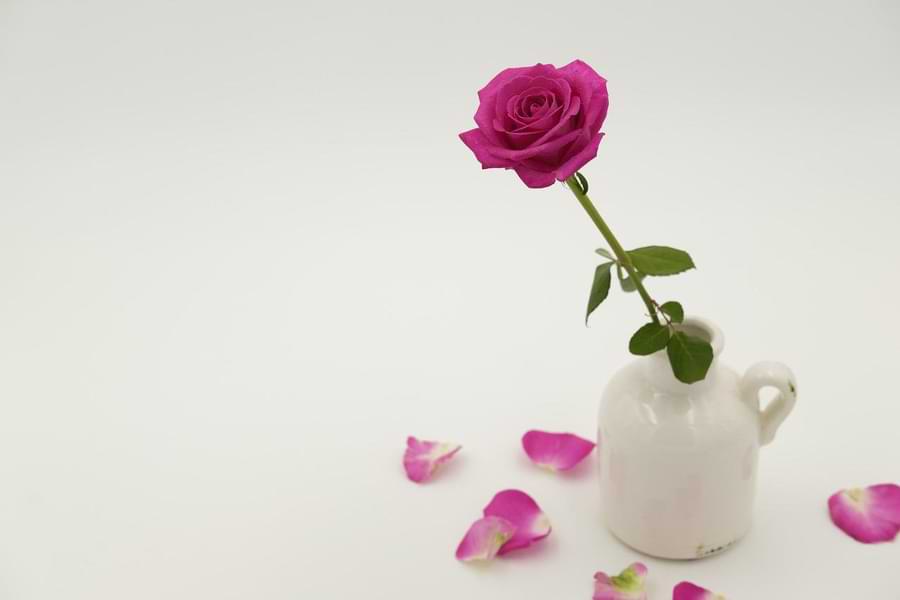 hybrid tea rose in a vase