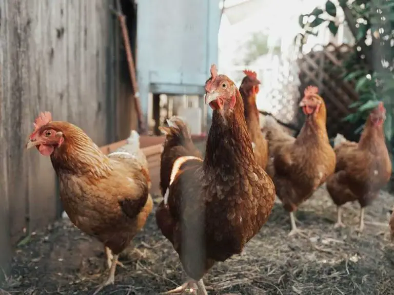 Is Chicken Manure Good for Roses? (Benefits And More)