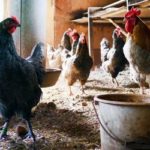 is chicken manure good for roses
